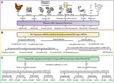 Multi-Omics Reveals Different Strategies in the Immune and Metabolic Systems of High-Yielding Strains of Laying Hens